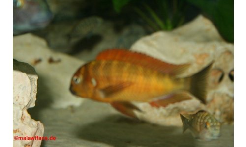 Tropheus golden kazumba